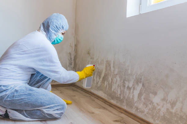 Licensed Basement Mold Remediation service in Elmhurst, IL - WQB Mold Removal