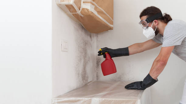 Professional Basement Mold Remediation technician working in Elmhurst, IL