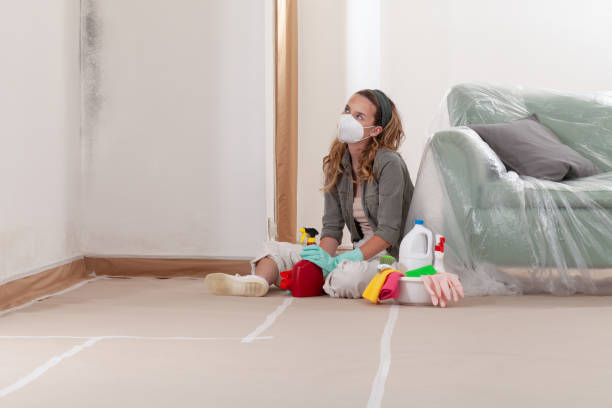 Reliable Basement Mold Remediation contractor in Elmhurst, IL by WQB Mold Removal